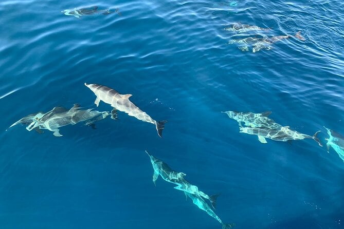 Fuerteventura Dolphin Watching Cruise