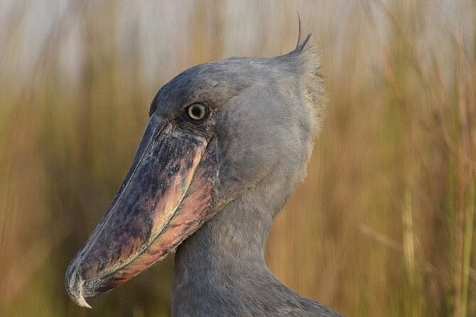 Mabamba Swamp Shoebill Tour