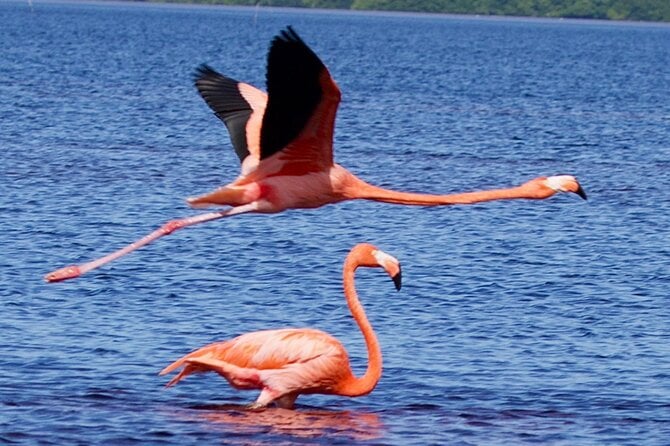 Celestun Biosphere Reserve Tour