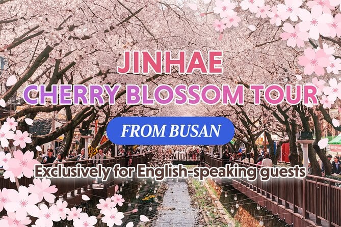 Jinhae Cherry Blossom Tour