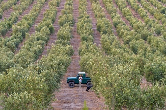 Taste Agrigento's Liquid Gold