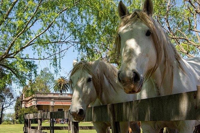 San Antonio de Areco Day Trip