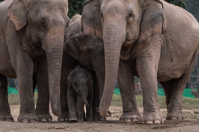 Chiang Mai Elephant Sanctuary Tour