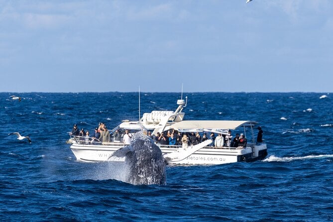 Sydney Whale Watching Cruise