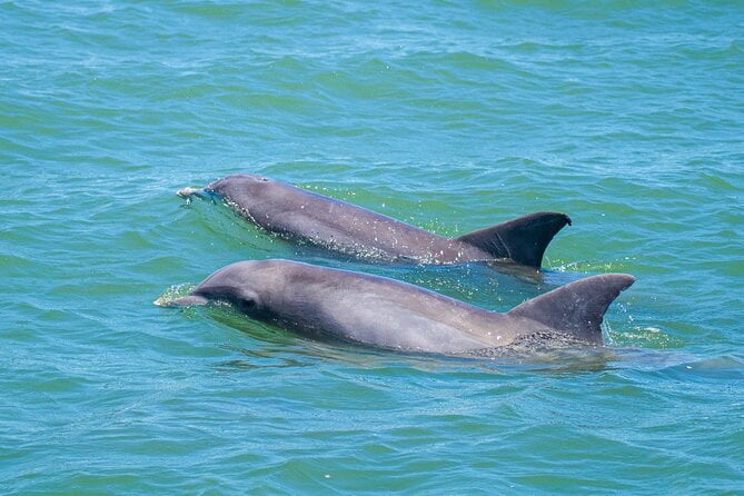 St. Augustine Dolphin Adventure