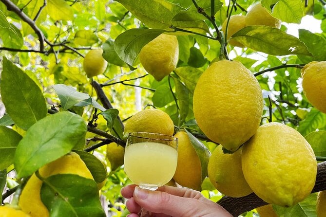 Amalfi Limoncello Factory Tour