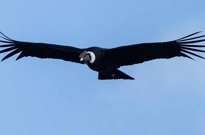 Mindo Bird Watching Tour