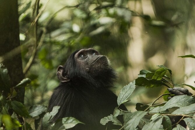 Nyungwe Chimpanzee Trek