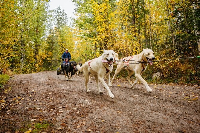 Rovaniemi Husky Safari Adventure
