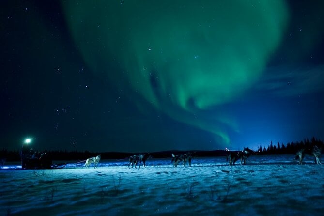 Dog Sledding in Kiruna