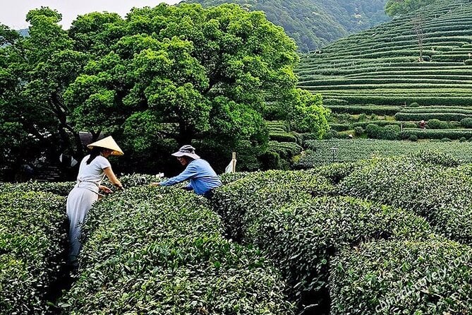 Longjing Tea Experience in Hangzhou