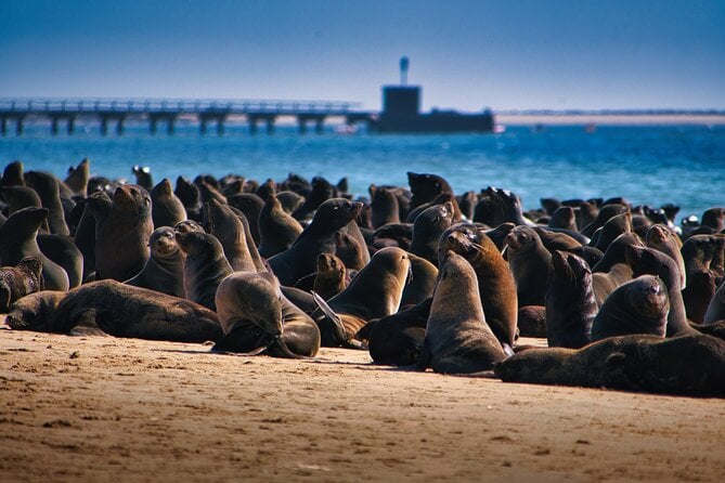 Pelican Point Seal Tour