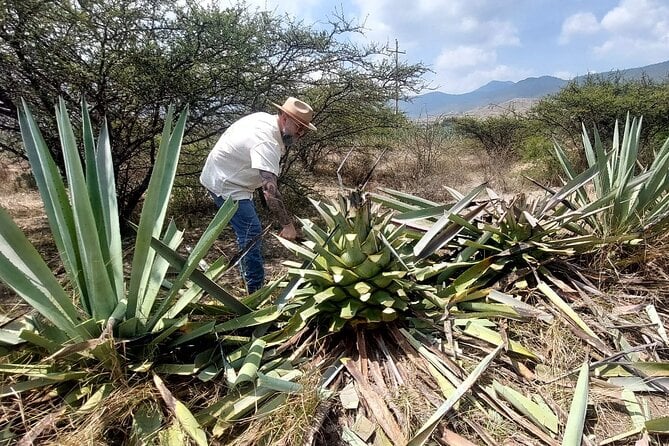 Oaxaca Mezcal Tasting