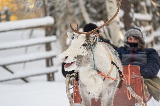 Levi Reindeer Sled Ride