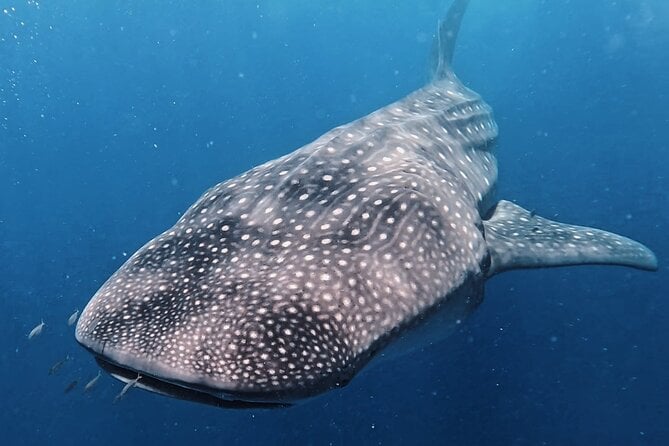 Whale Shark Tour Adventure