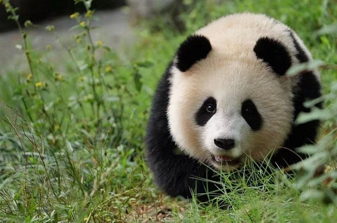 Giant Panda Day Trip