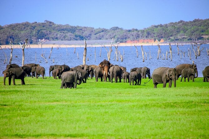 Minneriya Elephant Safari
