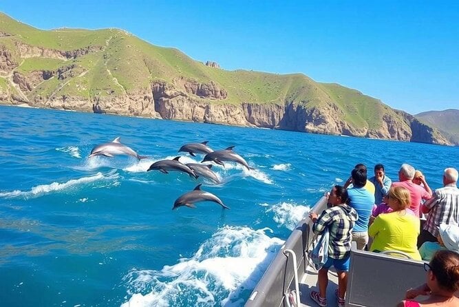 Salalah Dolphin Watching