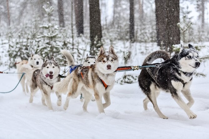 Riga Husky Dog Sledding Adventure