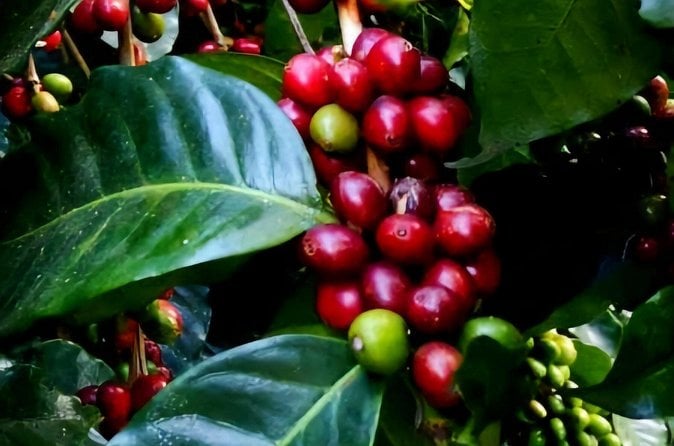 Minca Coffee & Cocoa Tour