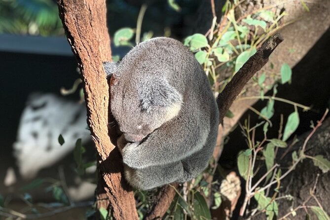 Brisbane Scavenger Hunt