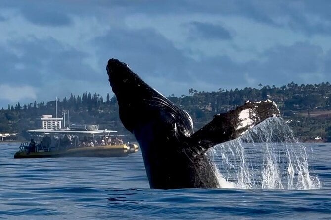 Maui Whale Watching Tour