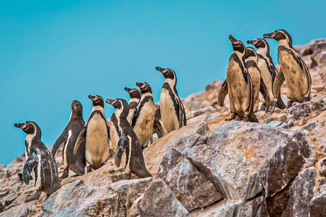 Ballestas Islands Tour - Ica