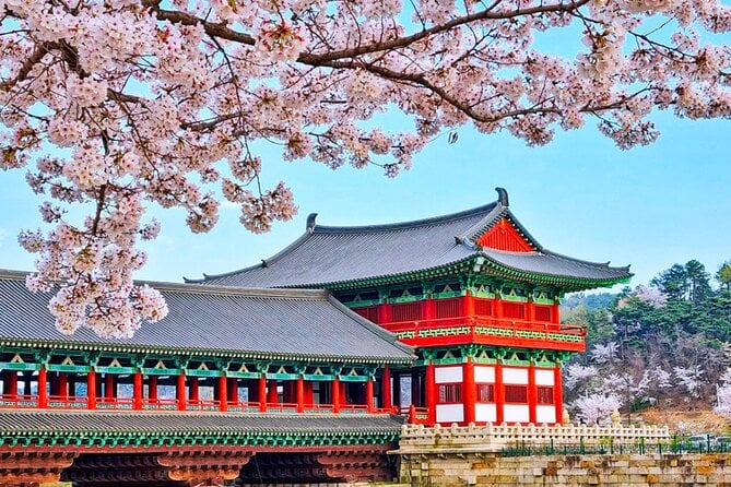 Busan Cherry Blossom Tour