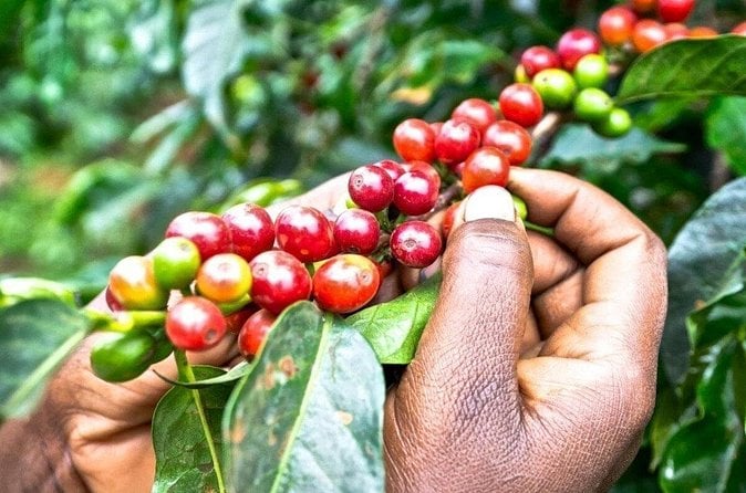 Fairview Coffee Farm Tour