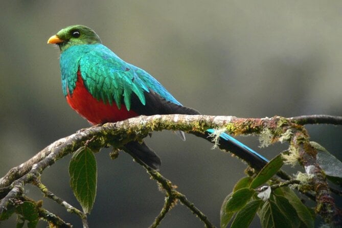 Chuncho Macaw Clay Lick