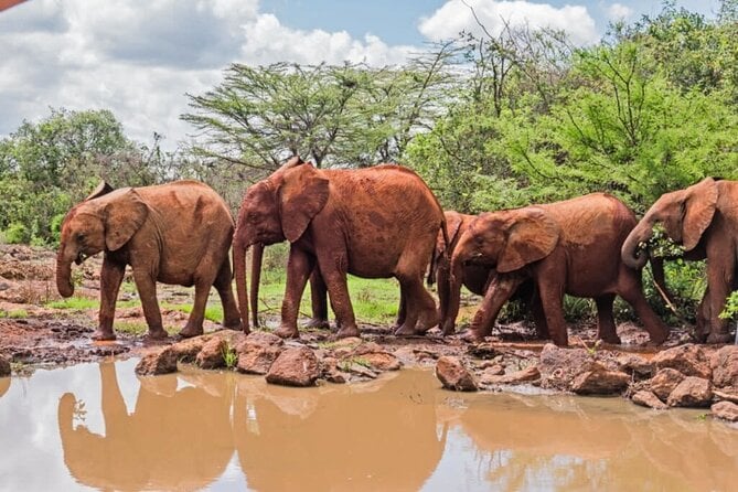 Nairobi National Park Game Drive