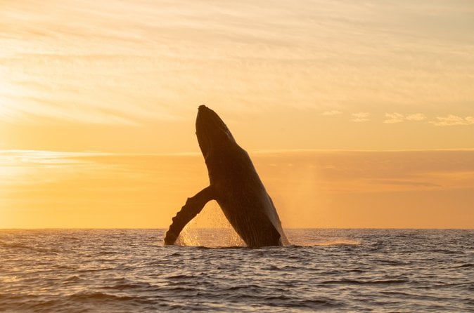Whale Watching Cabo San Lucas