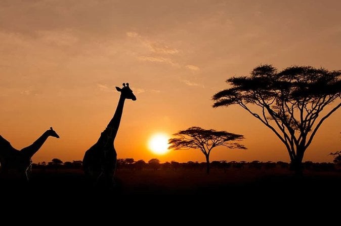 Aquila Game Reserve Safari