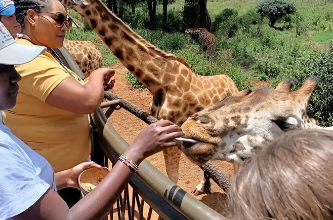 Giraffe Centre Tour