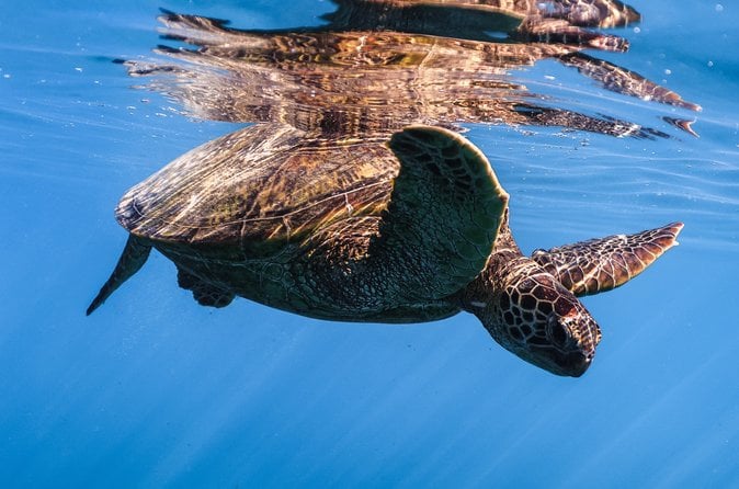 Turtle Canyon Snorkel