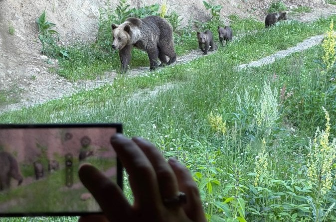 Brown Bear Watching in Brasov