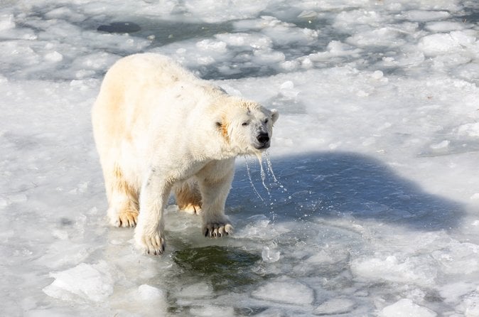 Ranua Arctic Zoo Adventure