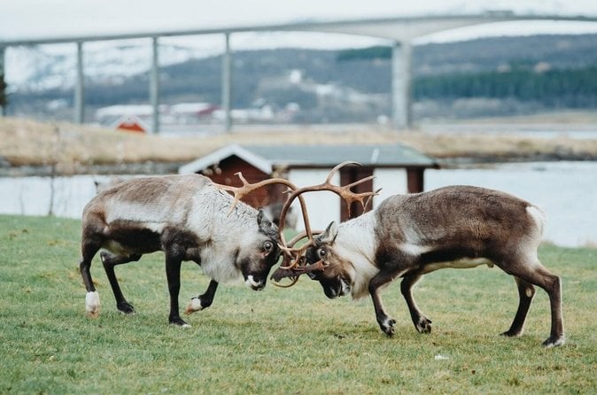 Arctic Nature Tour Tromsø