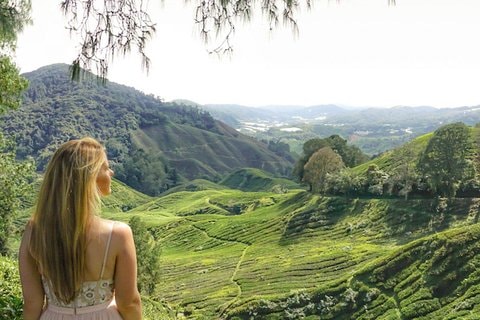 Explore Cameron Highlands: Full-Day Tour with Scenic Batu Caves