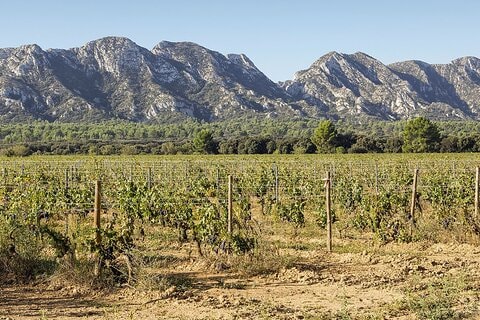 Les Baux de Provence : Wine day Tour : 7 hours