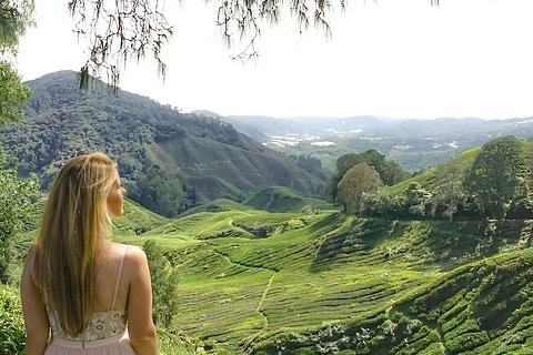 Cameron Highlands Mossy Forest Day Tour with Lunch