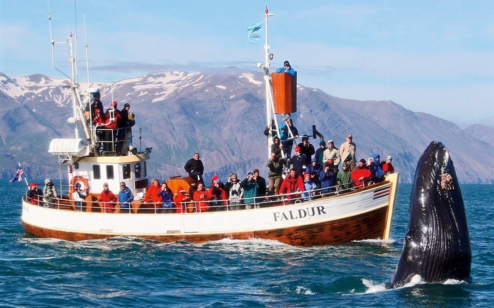 Husavik Whale Watching Adventure