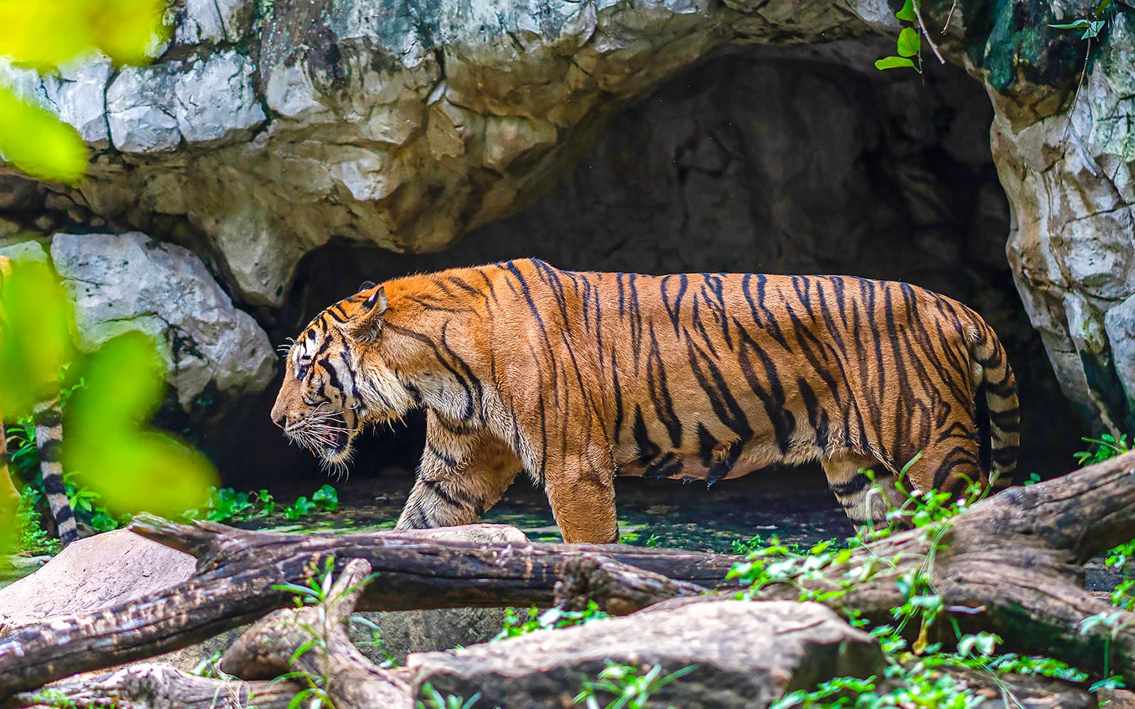Safari World Bangkok Adventure