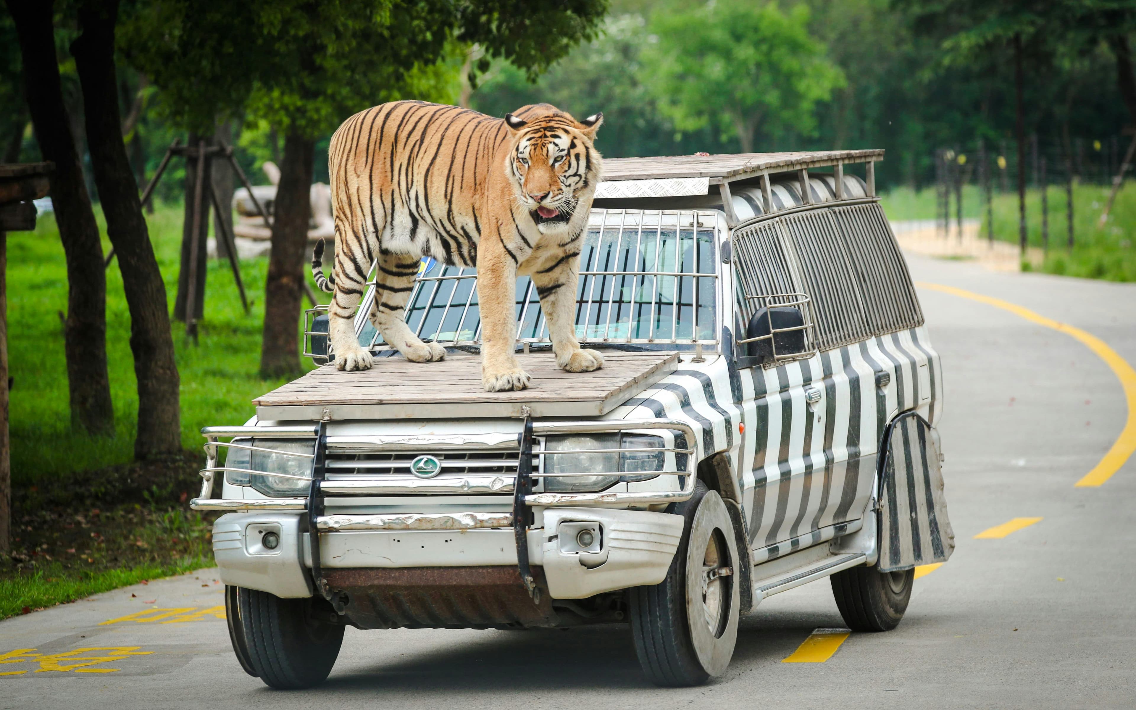 Explore Shanghai Wild Animal Park Tours