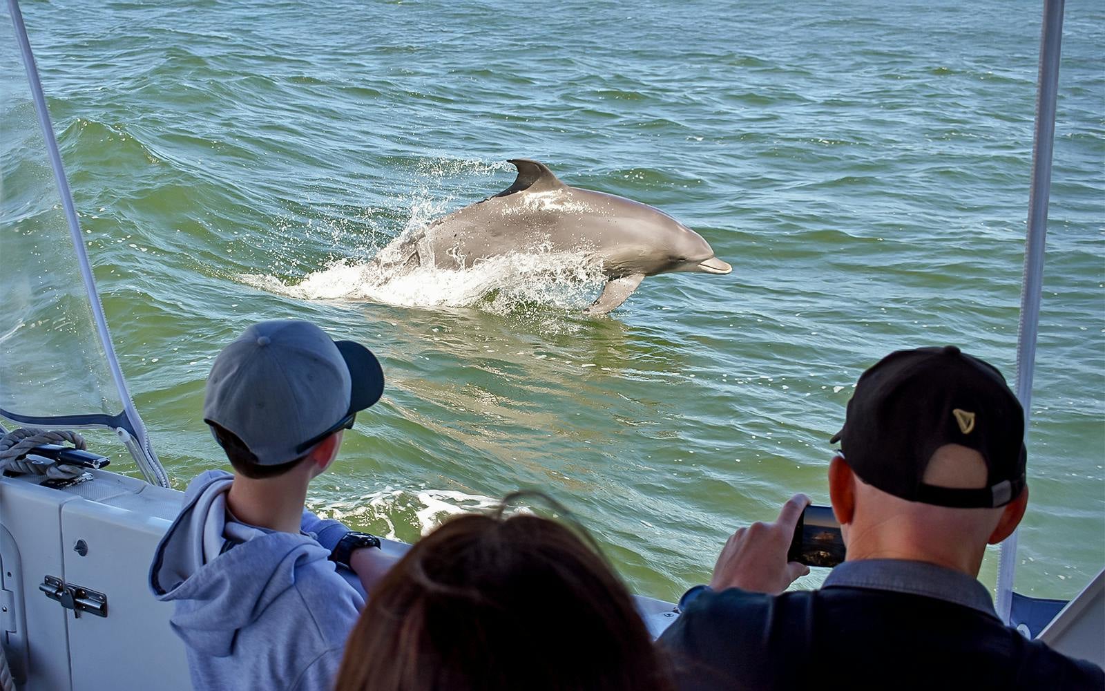 Dolphin Eco-Cruise