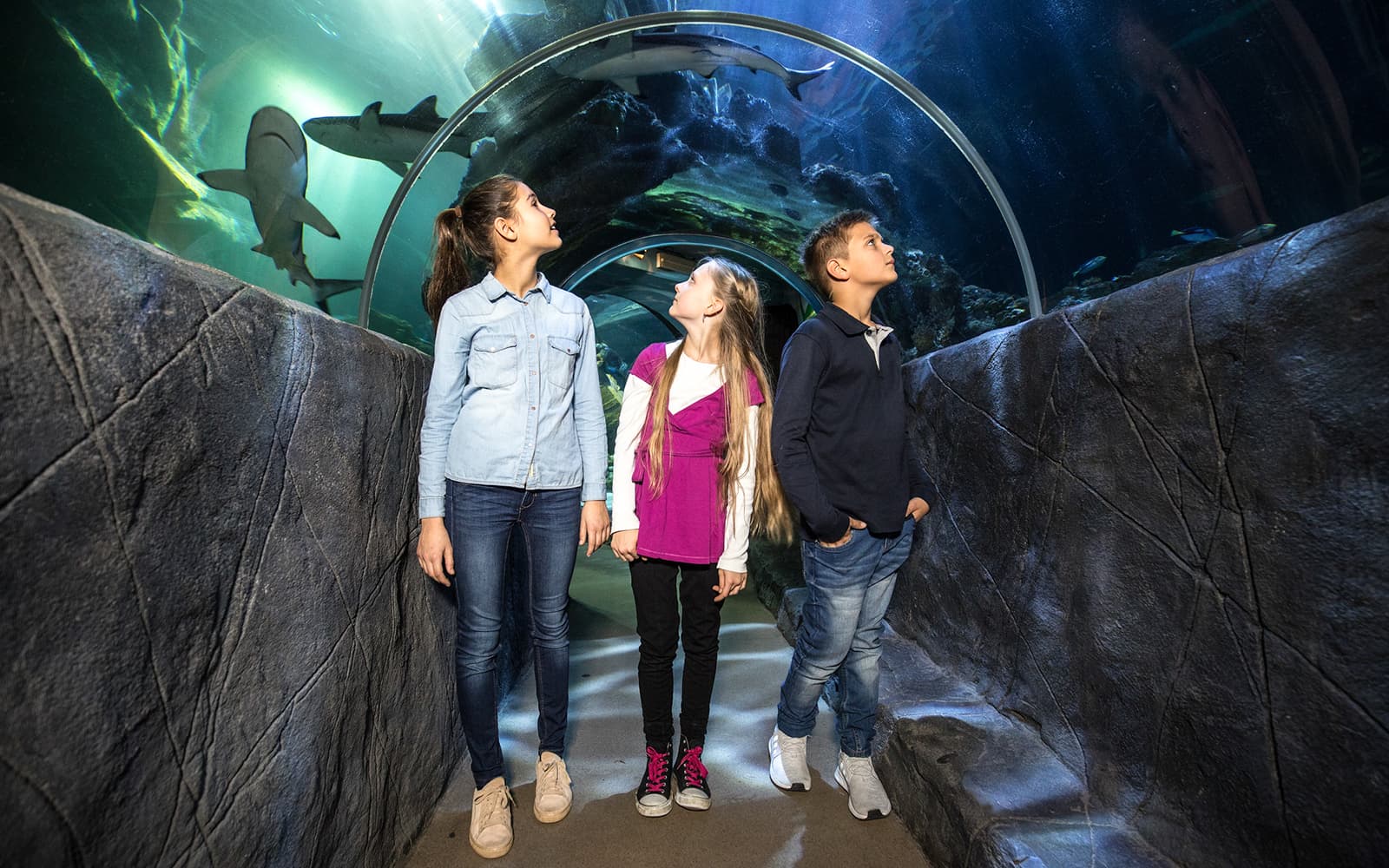 Explore SEA LIFE Munich: An Unforgettable Ocean Adventure