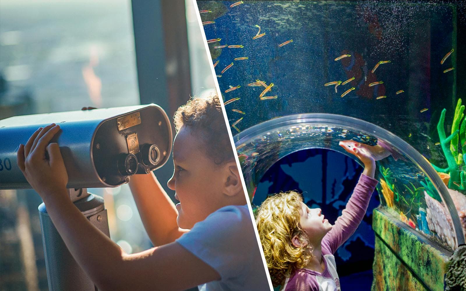SEA LIFE Melbourne Aquarium Tours & Tickets