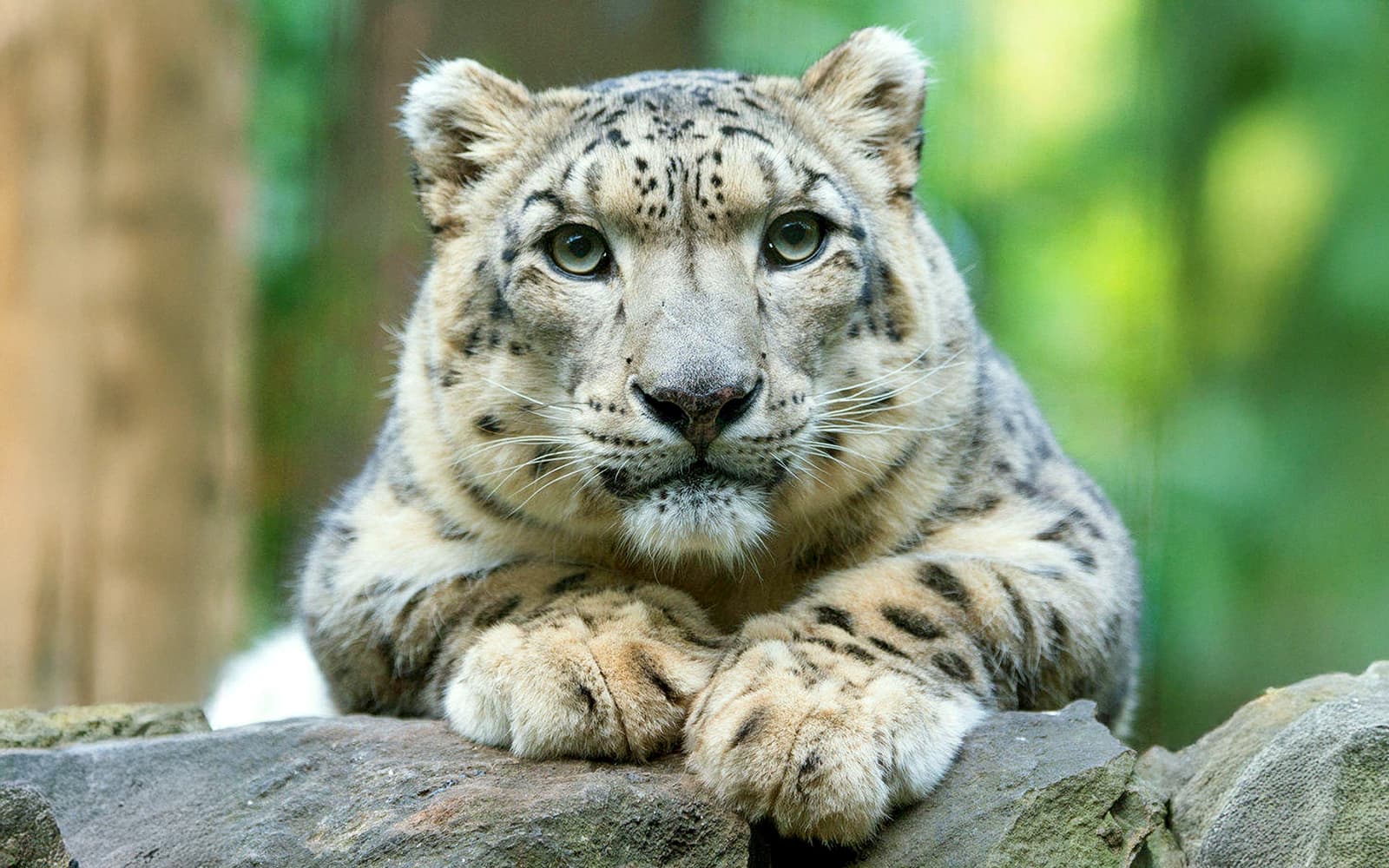 Experience the Magic of Central Park Zoo, New York City