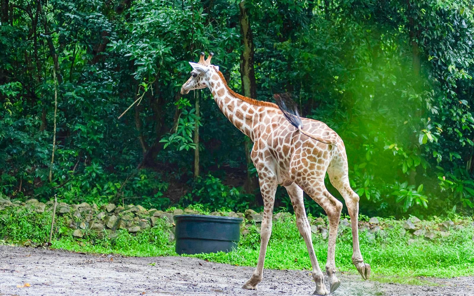 A'Famosa Safari Wonderland