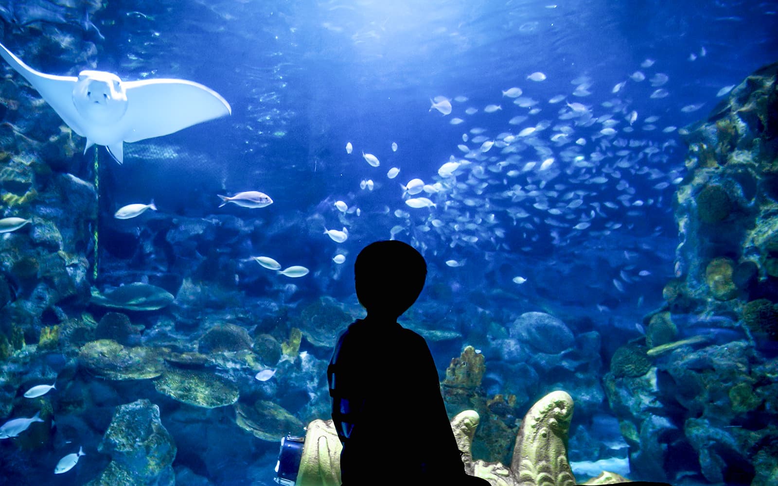 Explore the Wonders of Istanbul Aquarium